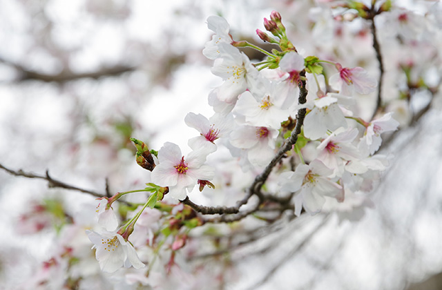 朝霧と木曽川沿いの桜の写真