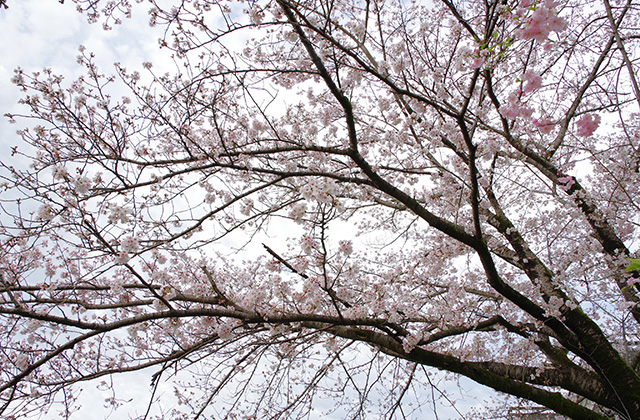 朝霧と木曽川沿いの桜の写真