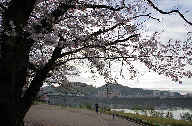 朝霧と木曽川沿いの桜の写真