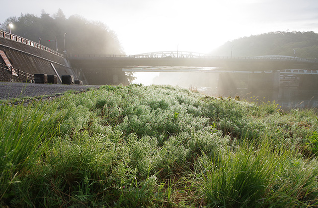 朝霧と木曽川沿いの桜の写真