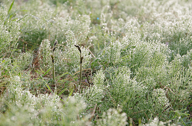 朝霧と木曽川沿いの桜の写真