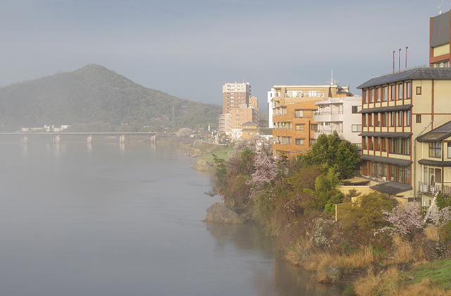 朝霧と木曽川沿いの桜の写真