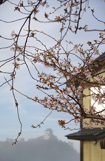 朝霧と木曽川沿いの桜の写真