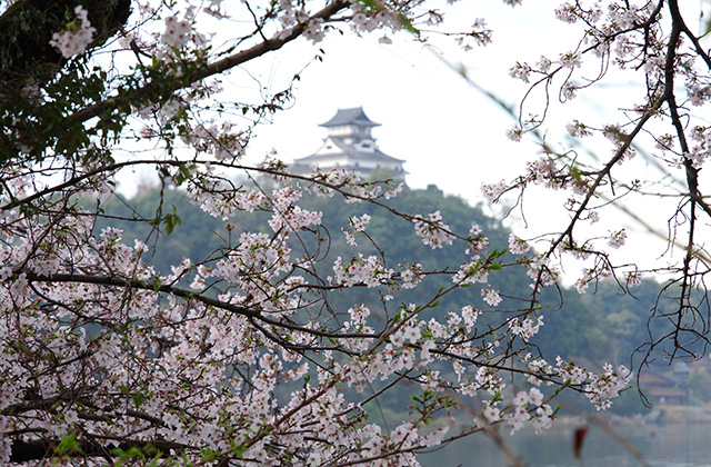 朝霧と木曽川沿いの桜の写真