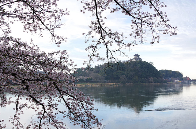 朝霧と木曽川沿いの桜の写真