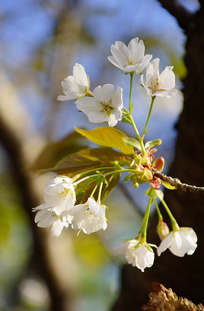 うぬまの森、春の花々の写真