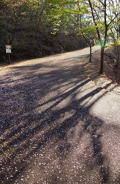 うぬまの森、春の花々の写真