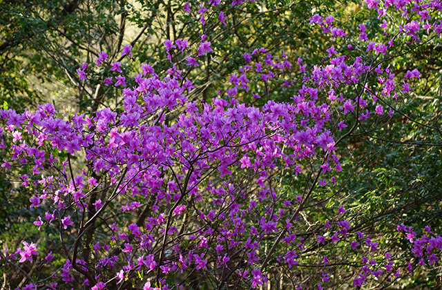 うぬまの森、春の花々の写真