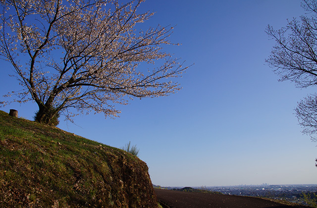 うぬまの森、春の花々の写真