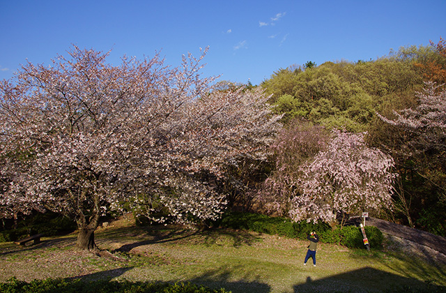 うぬまの森、春の花々の写真