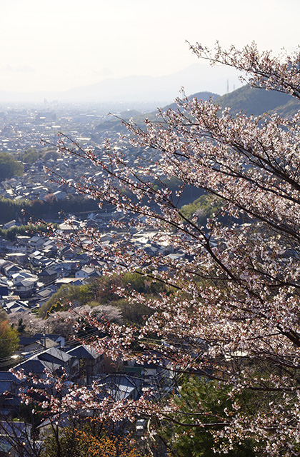 うぬまの森、春の花々の写真