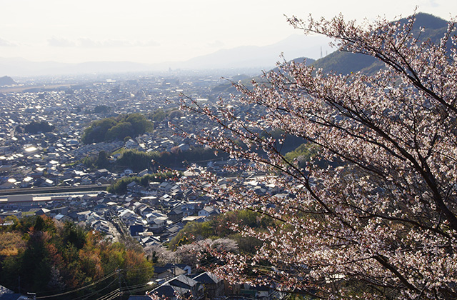 うぬまの森、春の花々の写真