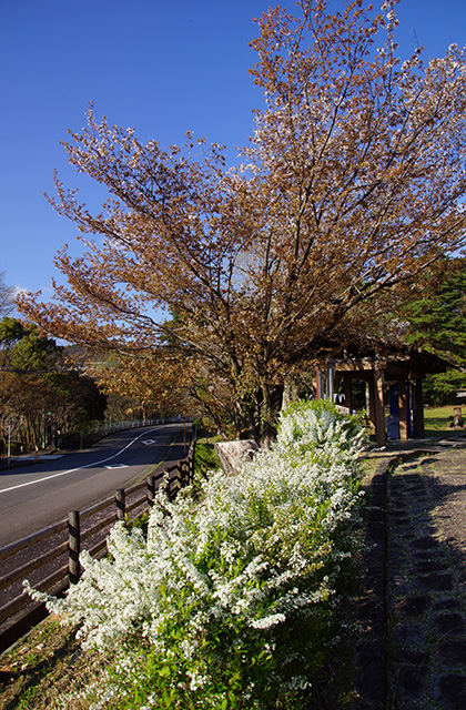 うぬまの森、春の花々の写真
