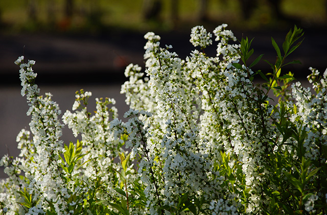 うぬまの森、春の花々の写真