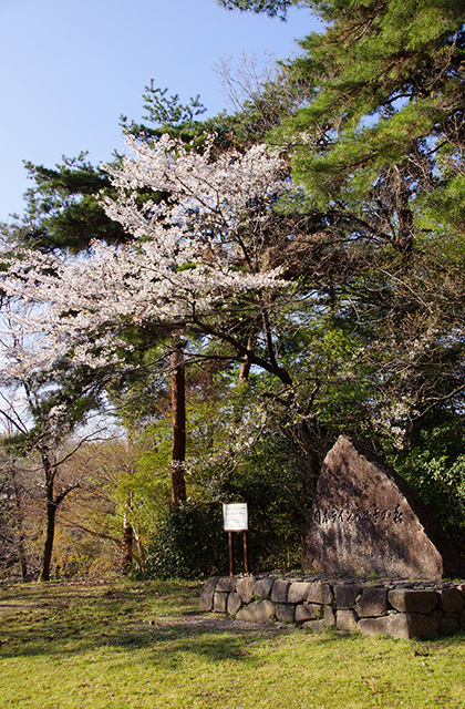 うぬまの森、春の花々の写真