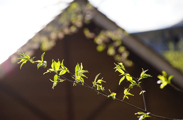 うぬまの森、春の花々の写真