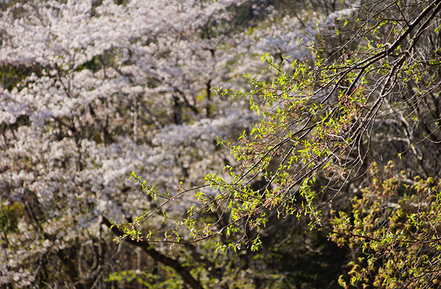 うぬまの森、春の花々の写真
