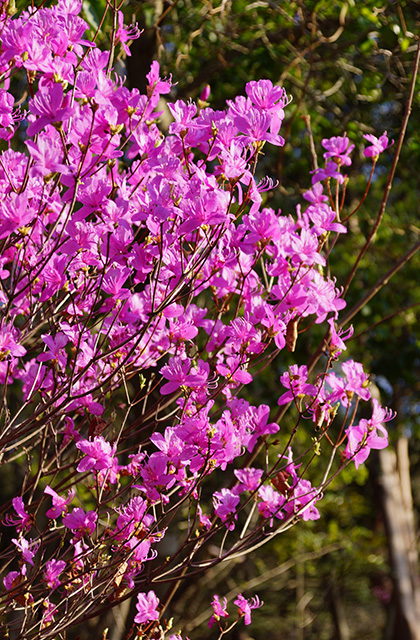 うぬまの森、春の花々の写真