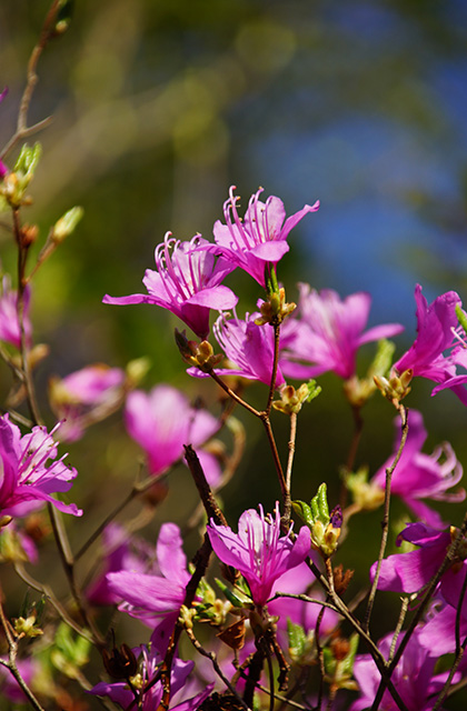 うぬまの森、春の花々の写真