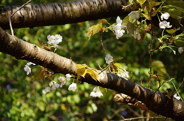 うぬまの森、春の花々の写真