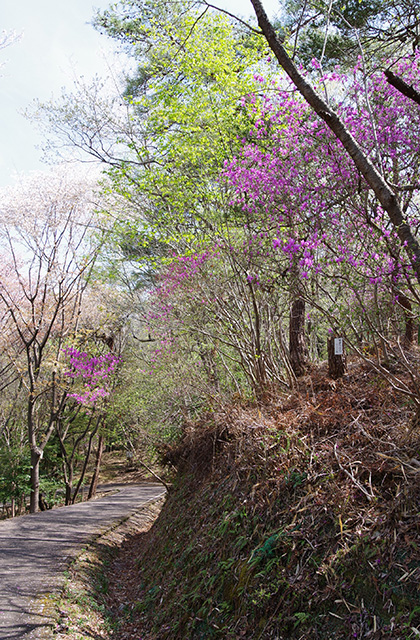 日本ラインうぬまの森のツツジの写真