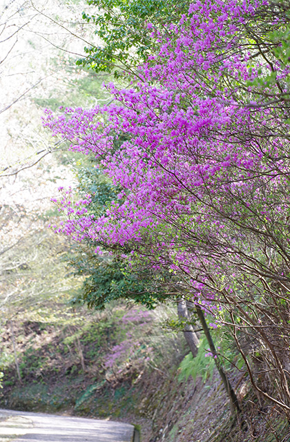 日本ラインうぬまの森のツツジの写真