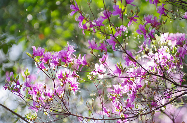 日本ラインうぬまの森のツツジの写真