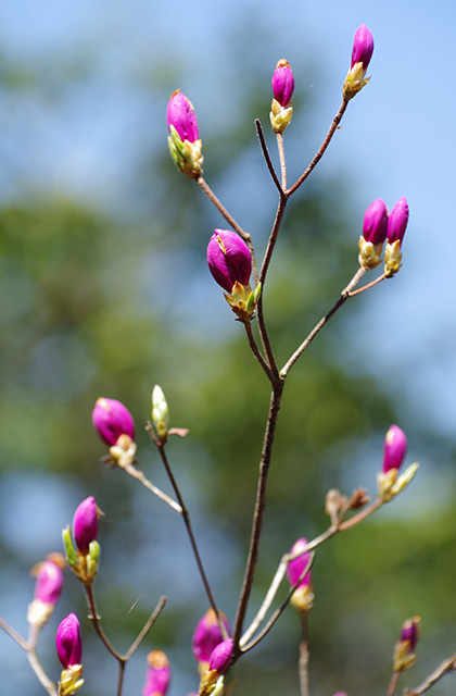 日本ラインうぬまの森のツツジの写真