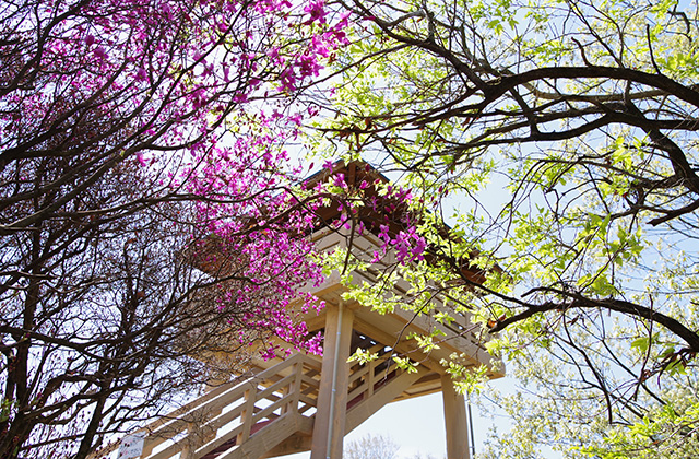 日本ラインうぬまの森のツツジの写真