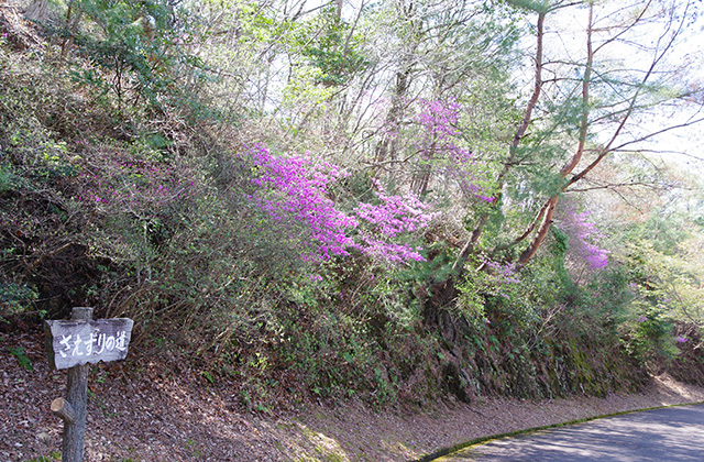 日本ラインうぬまの森のツツジの写真