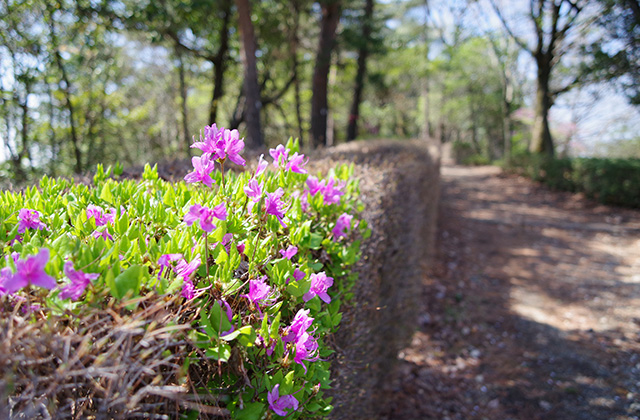日本ラインうぬまの森のツツジの写真