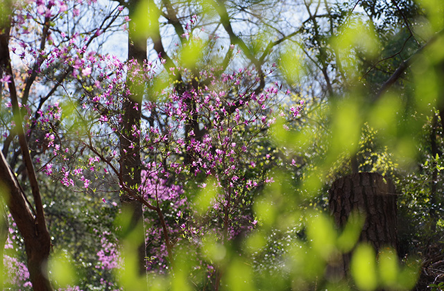 日本ラインうぬまの森のツツジの写真