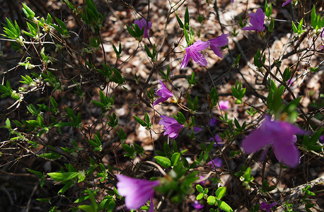日本ラインうぬまの森のツツジの写真