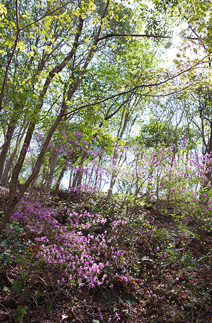 日本ラインうぬまの森のツツジの写真
