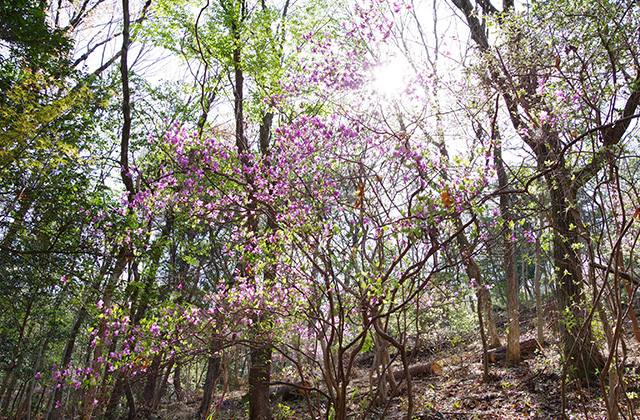 日本ラインうぬまの森のツツジの写真