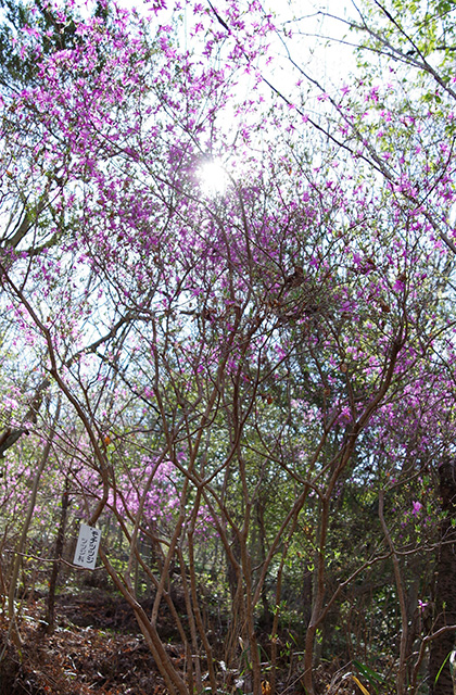 日本ラインうぬまの森のツツジの写真