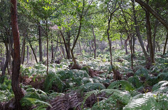 日本ラインうぬまの森のツツジの写真