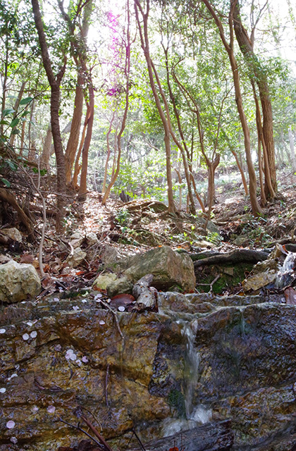 日本ラインうぬまの森のツツジの写真