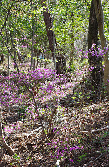 日本ラインうぬまの森のツツジの写真