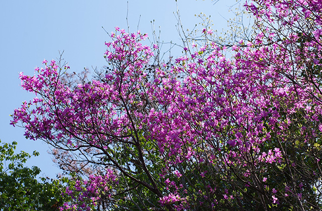 日本ラインうぬまの森のツツジの写真