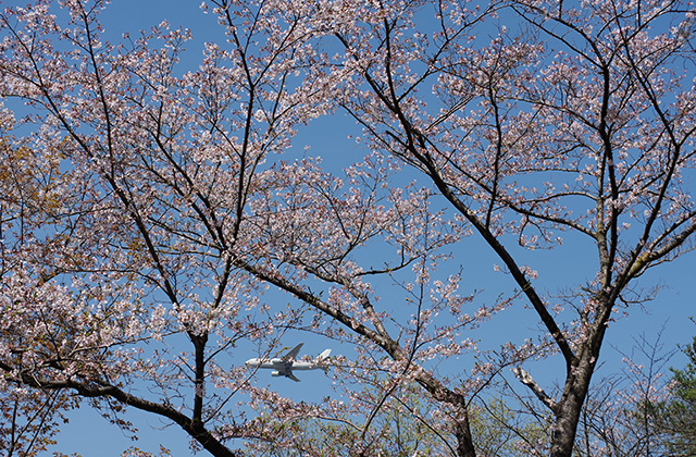 日本ラインうぬまの森のツツジの写真