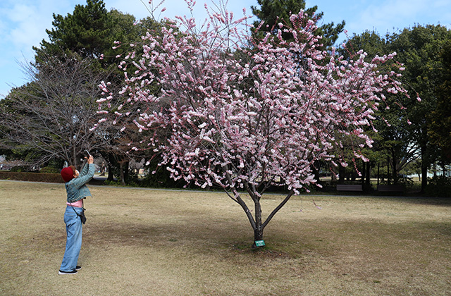 新境川・市民公園の桜の写真