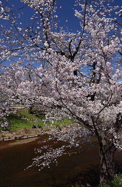 新境川・市民公園の桜の写真