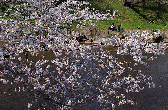 新境川・市民公園の桜の写真