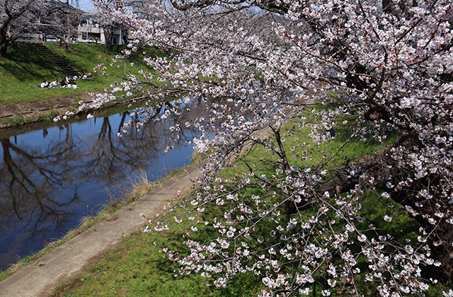 新境川・市民公園の桜の写真