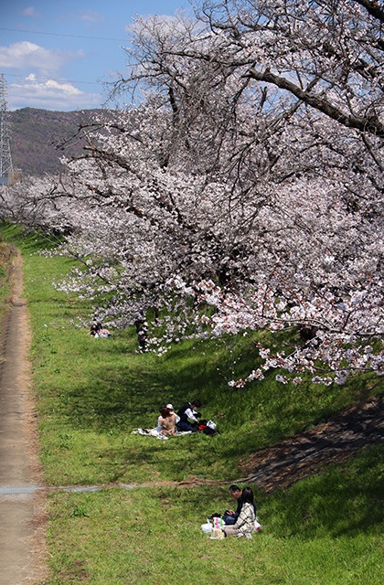 新境川・市民公園の桜の写真