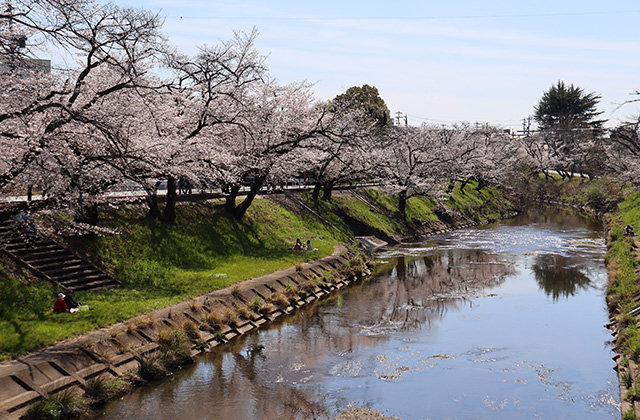 新境川・市民公園の桜の写真