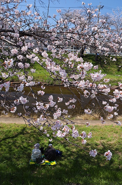 新境川・市民公園の桜の写真