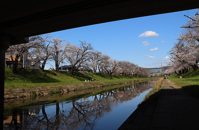 新境川・市民公園の桜の写真