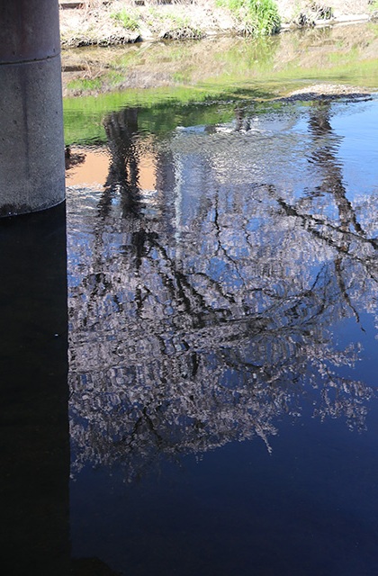 新境川・市民公園の桜の写真